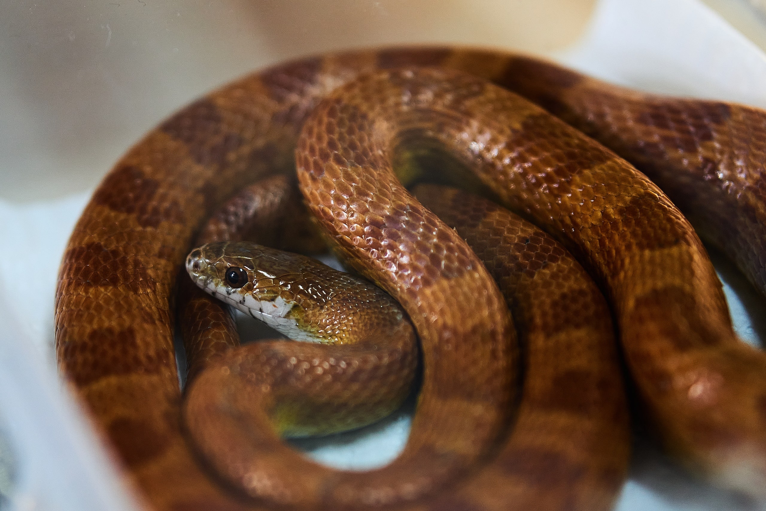 Змеи на выставке Reptilium