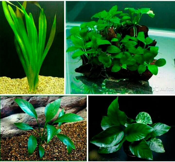 аквариумные растения для запуска аквариума