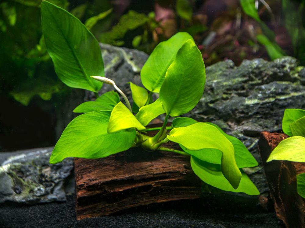 Аквариумное растение — Анубиас