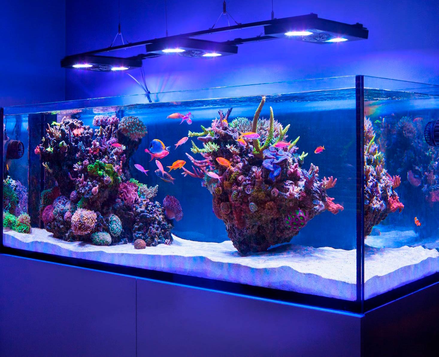 На изображении аквариум с искусственными растениями под лампами
