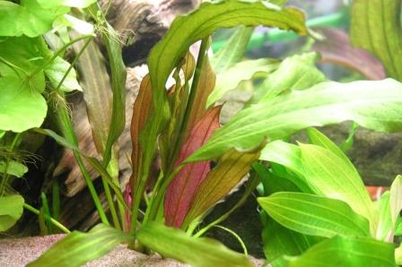 Аквариумное растение — Эхинодорусы