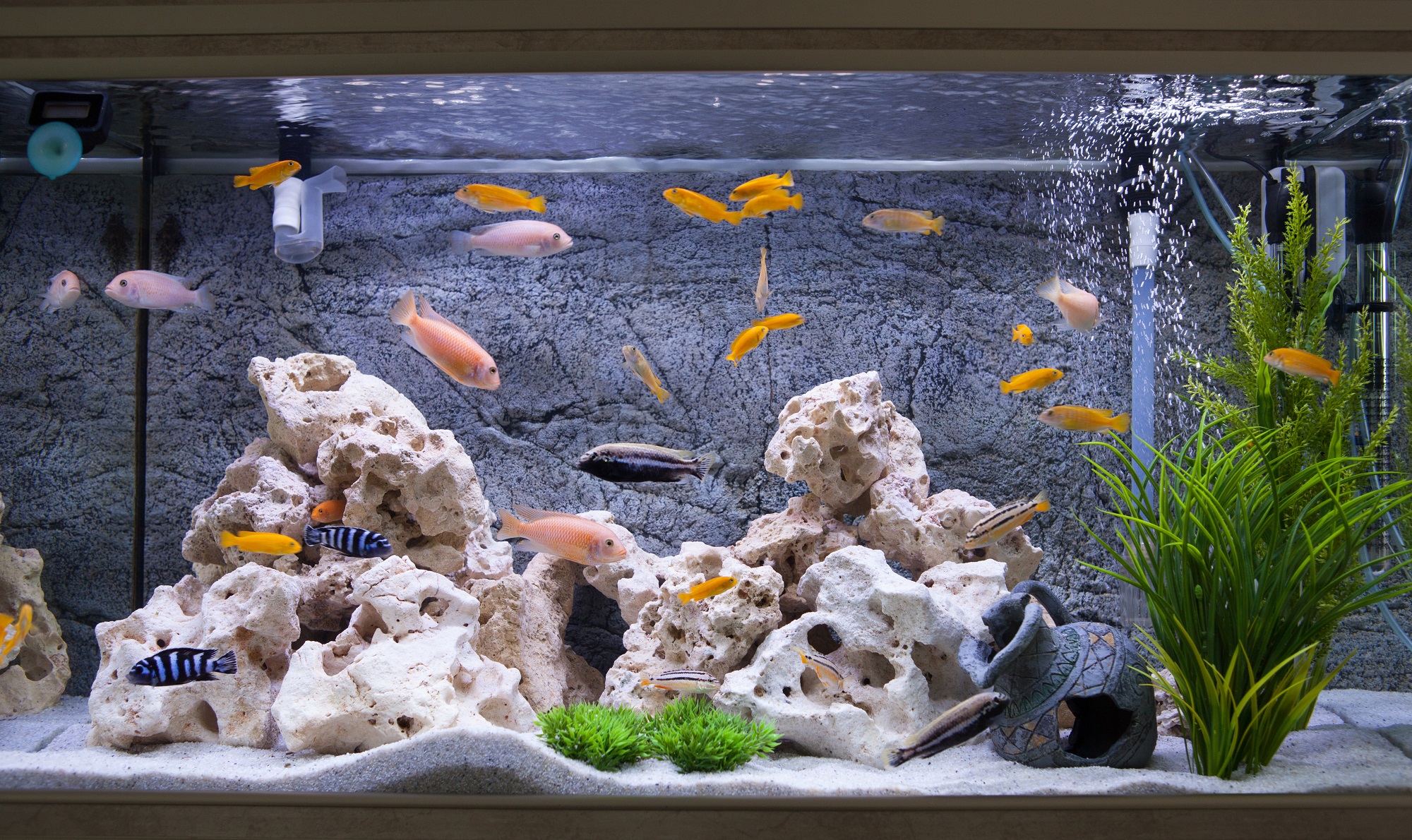 аквариум 90 литров сколько рыбок