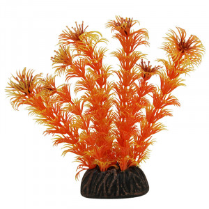 Растение 1368 "Амбулия" оранжевая, 100мм, (пакет)