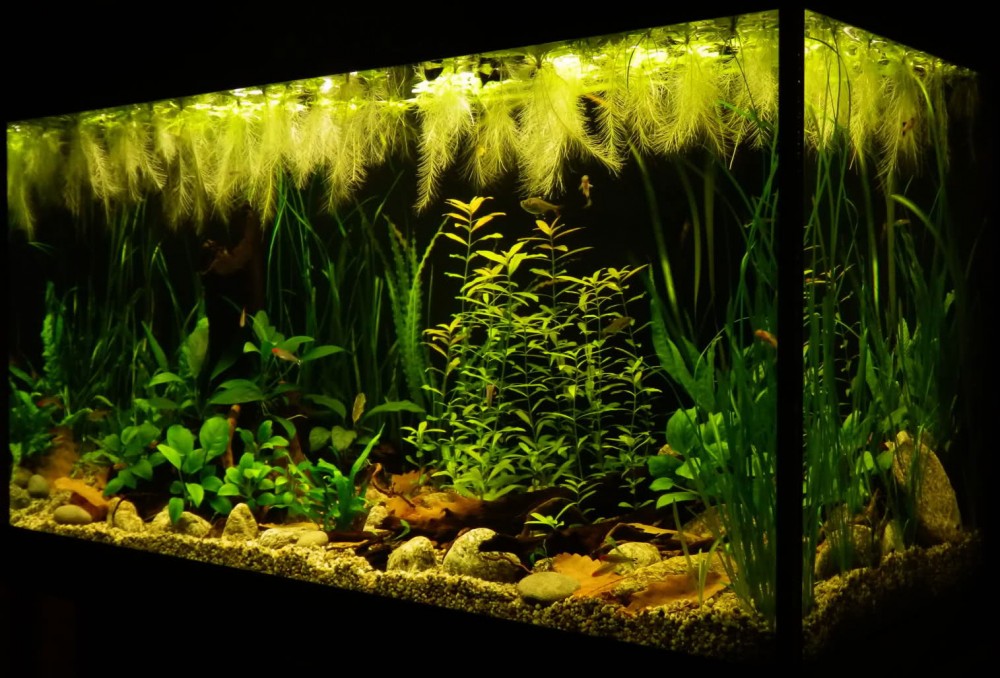 рыбки и растения для аквариума