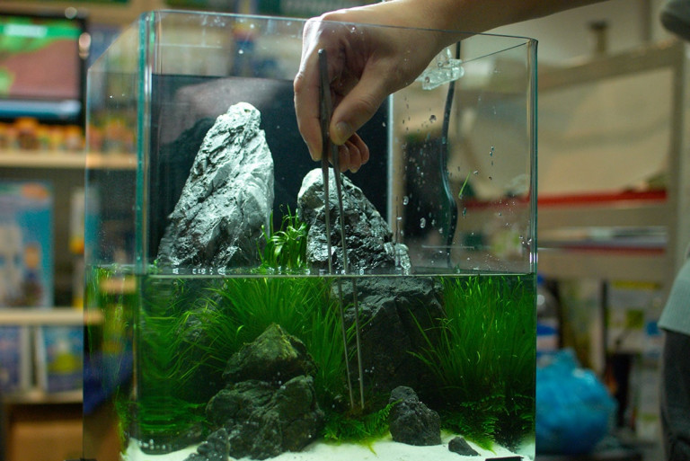 Как правильно запустить аквариум?