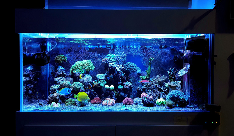 Нужно ли соблюдать световой режим в аквариуме?